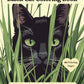 Black Cat Coloring Book for Black Cat Lovers