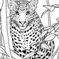 leopard coloring page for kids animal education wildlife themed coloring book